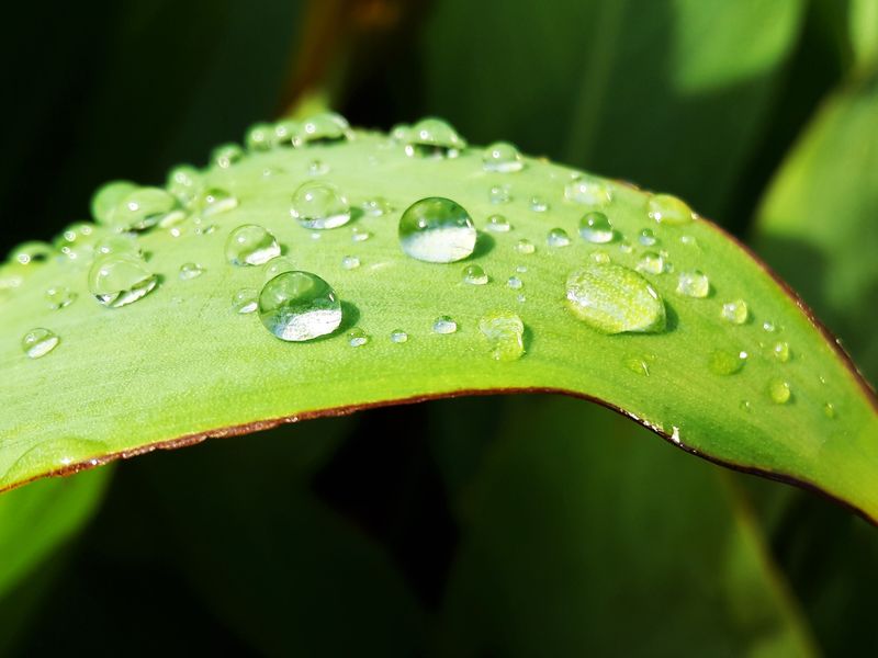 Raindrops on a leaf Smithsonian Photo Contest Smithsonian Magazine