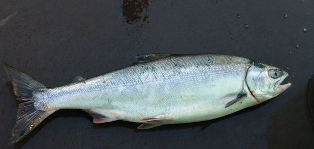 Fall chum