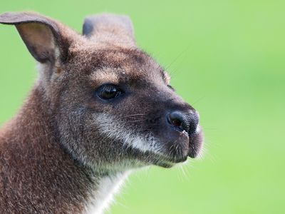The red-necked wallaby has a powerful nose, according to a new study.