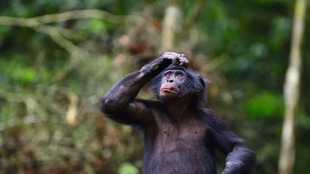 a bonobo looks up while scratching its head