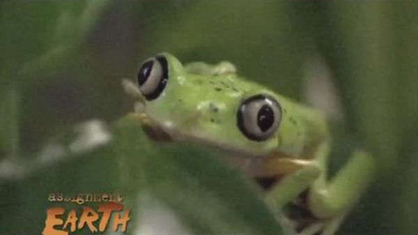 Preview thumbnail for Saving Amphibians From Deadly Fungus
