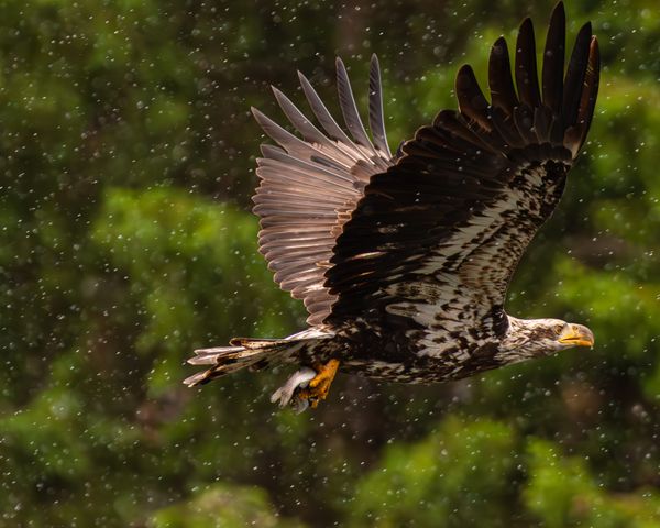 A juvenile Bald Eagle soars through the rain. thumbnail