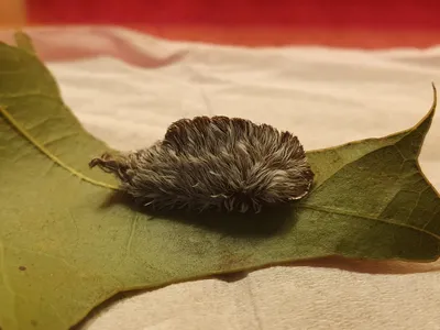 The so-called puss caterpillars have sharp spines that can inject powerful venom into humans.