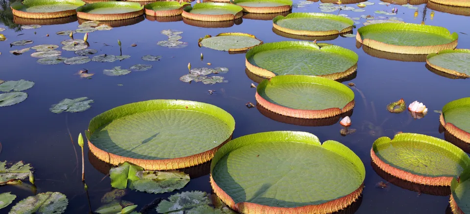  Spectacular giant water lilies, which can grow up to six feet in diameter 