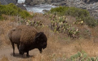 The bison may never leave Catalina Island.