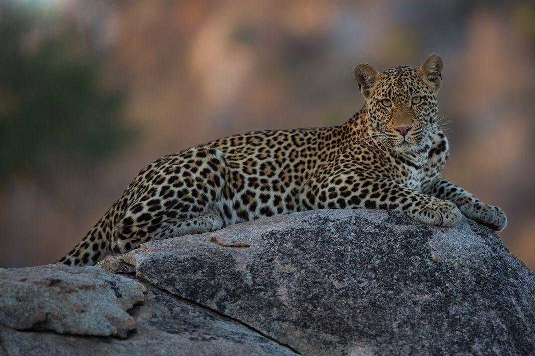 Leopard on a rock | Smithsonian Photo Contest | Smithsonian Magazine