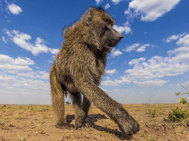 The alpha male baboon on a walkabout | Smithsonian Photo Contest ...