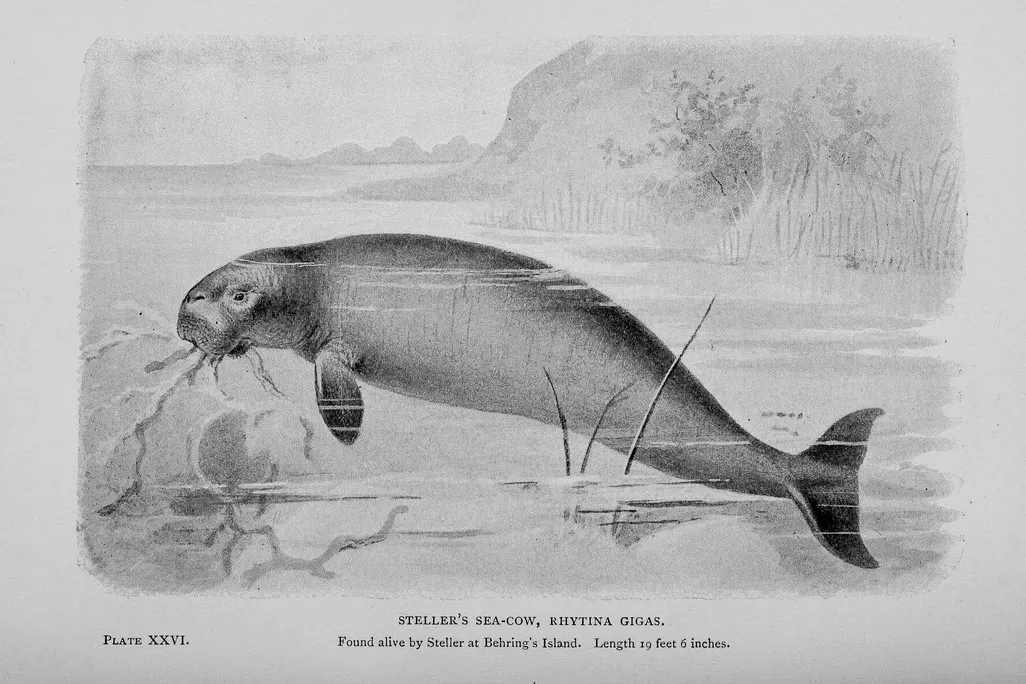 Sea Cow Illo2