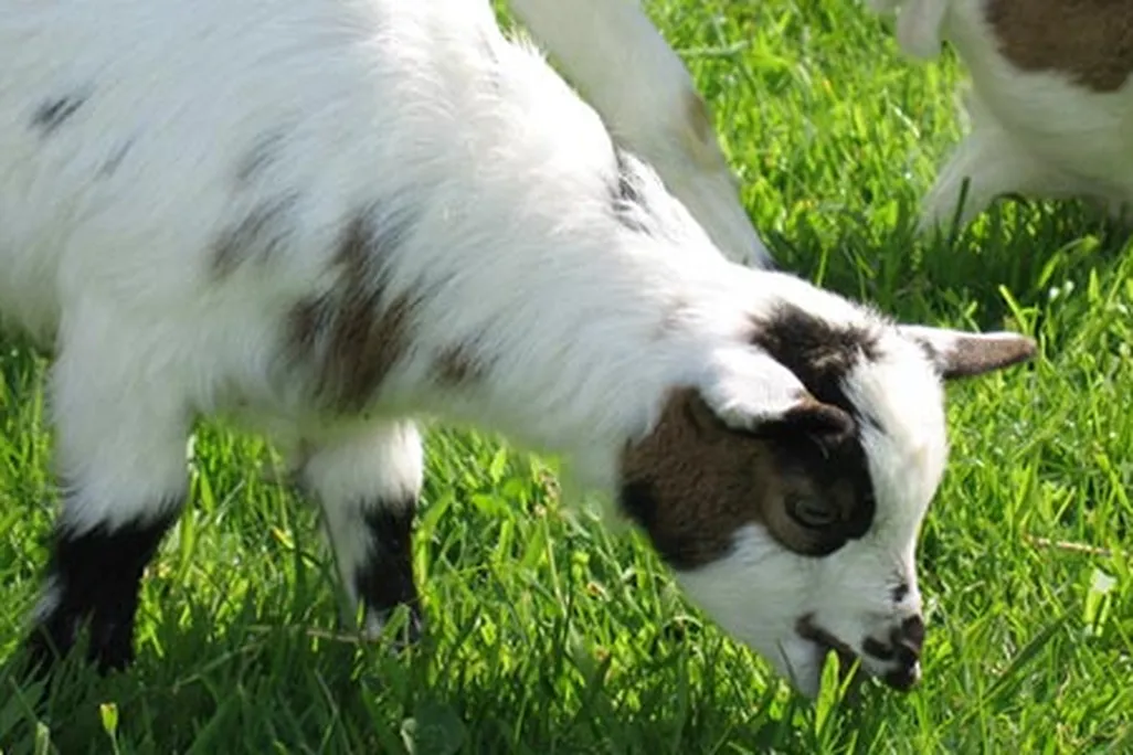 Goats eating grass