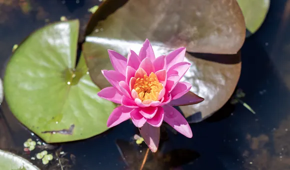 A flower with bright pink petals and a yellow interior blooms on the surface of a water near several green and brown lily pads.