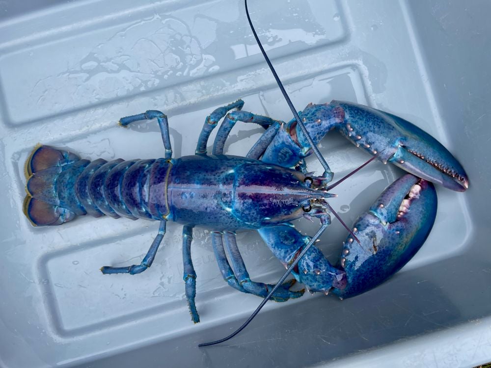 Rare 1-in-100-Million ‘Cotton Candy’ Lobster Found off the Coast of New Hampshire