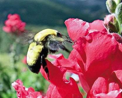 Bumblebee landing