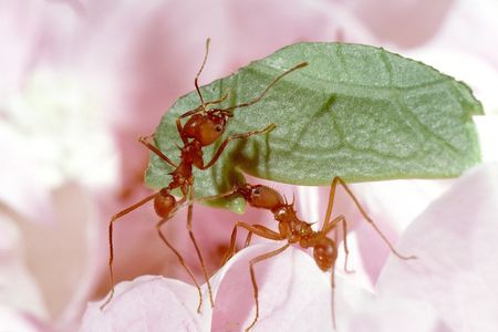 Through research on living and preserved fungus-farming ants, entomologists are learning more about the insects’ deep connection to their environment and how that relationship might evolve in response to a changing climate. (Smithsonian)