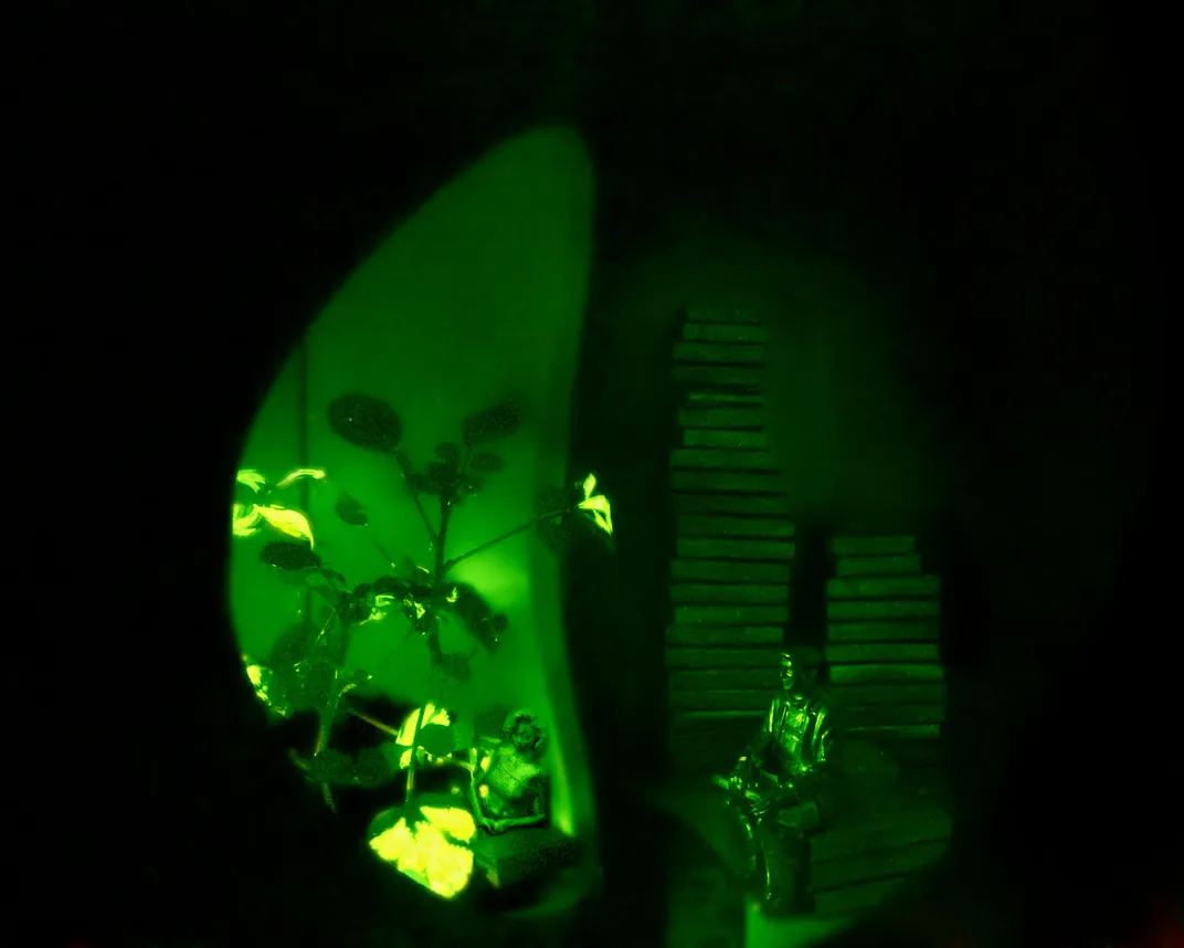 These Glowing Plants Could One Day Light Our Homes