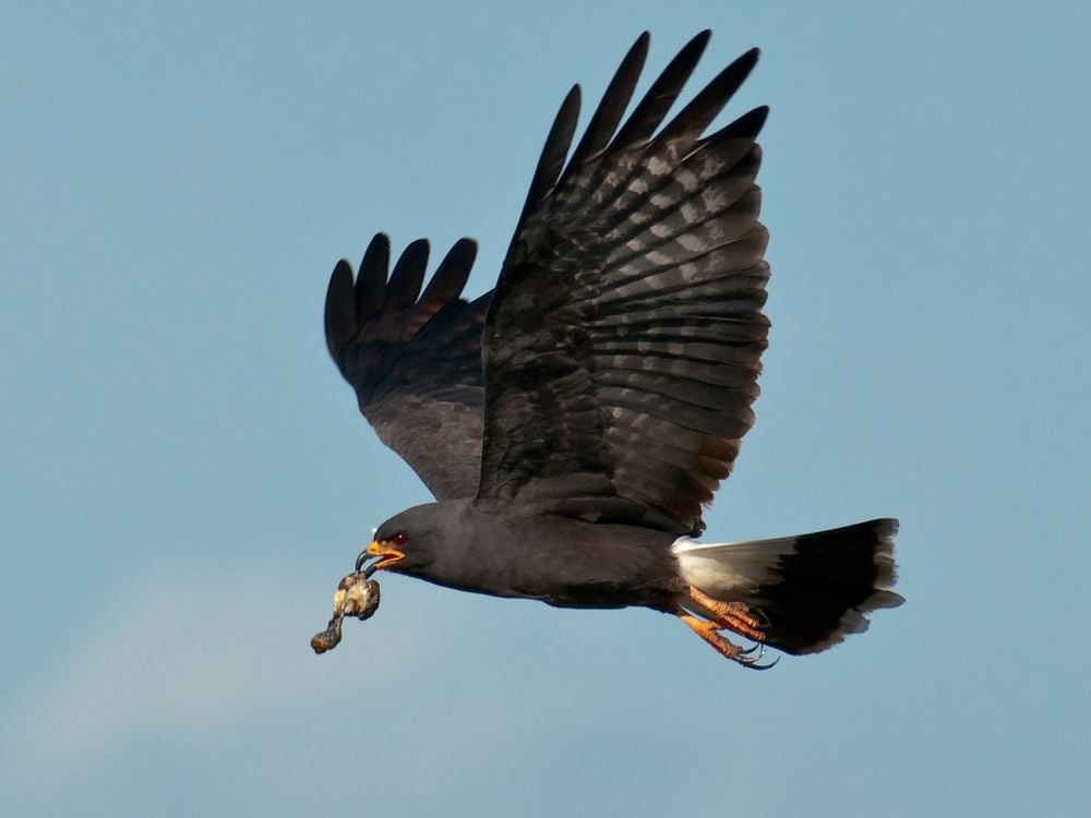 Snail Kite with Snail flying by nest to lure chicks to fledge ...