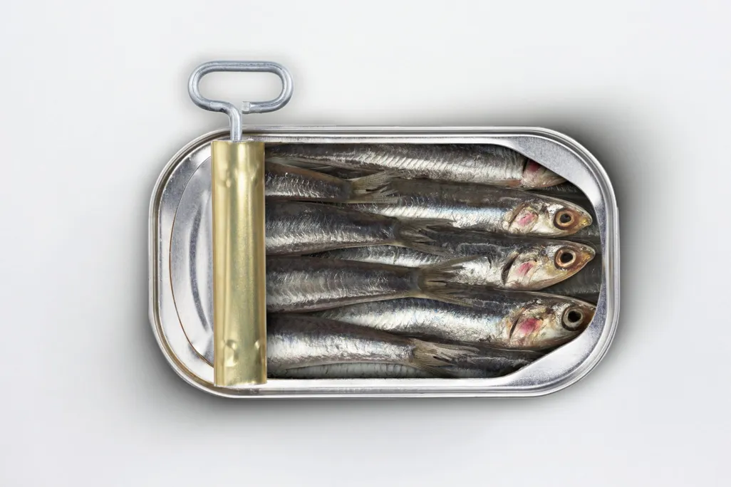 Sardines