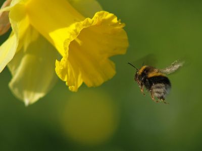 Could your next teacher be a bumblebee? 