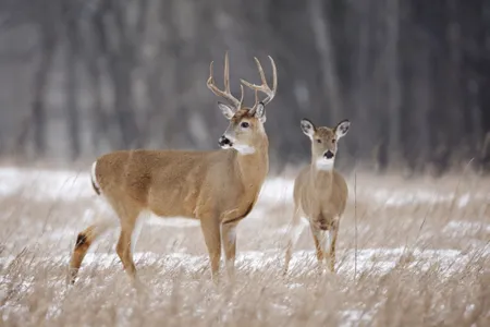 Coronavirus has been found in white-tailed deer in the northeastern United States and central Canada.
