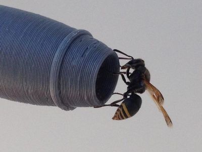 A keyhole wasp can block up an airplane's external sensor in as little as 30 minutes.