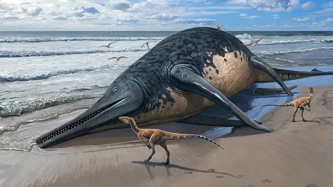 An artist's rendering of an Ichthyotitan severnensis carcass, about the size of a blue whale, washed up on an English beach.