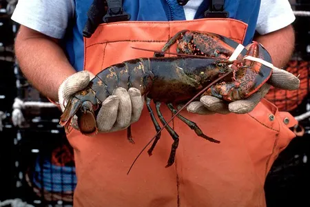 Researchers are hoping to track the conditions lobsters experience as they travel through the supply chain with an eye to reducing the number that die along the way.
