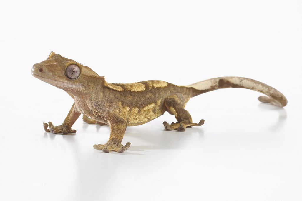 gecko