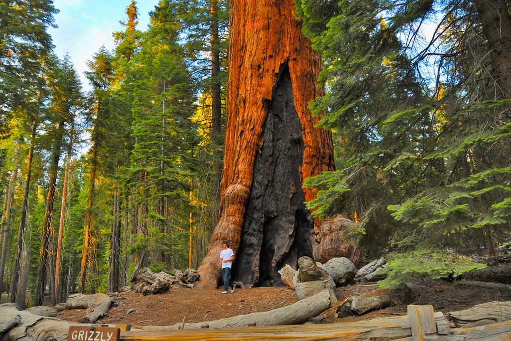Giant sequoia
