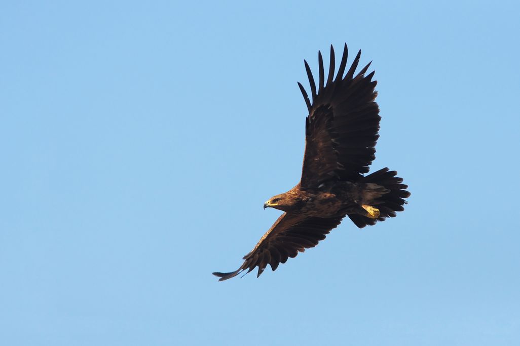 a brown eagle flying with wings outstretched against a light blue sky