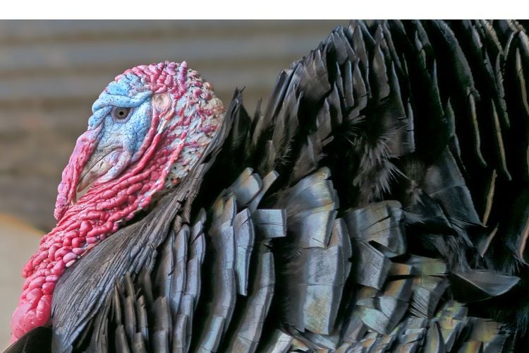 1 - This turkey, with his impressive wattle and snood, has nothing to fear during the Thanksgiving holiday. He gives thanks every November that he lives the secure life of a beloved pet.