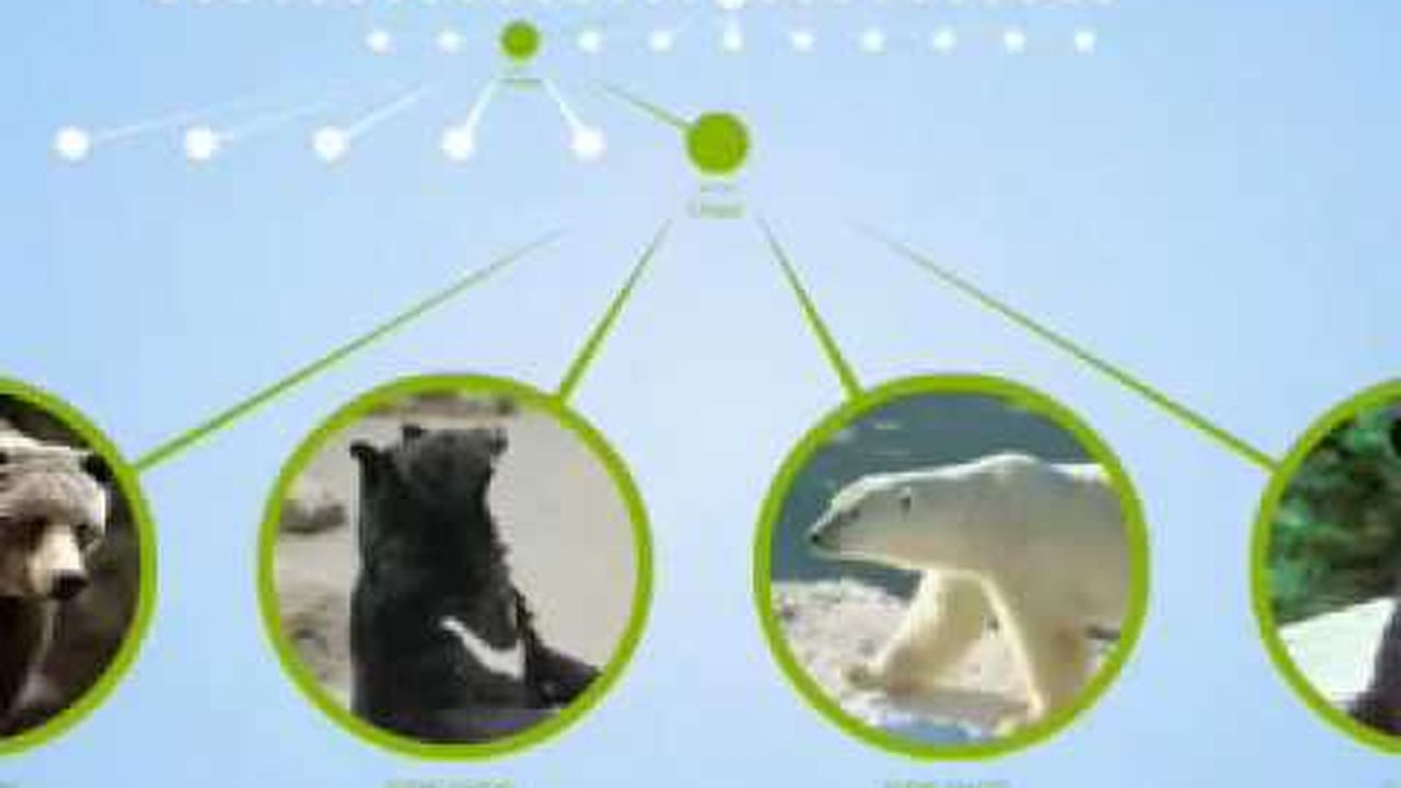 Preview thumbnail for Encyclopedia of Life