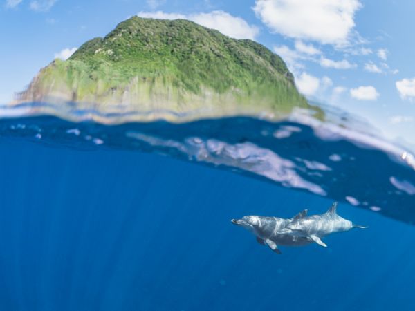 Dolphin Wave thumbnail