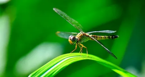 A hovering dragonfly (Aeshna juncea)