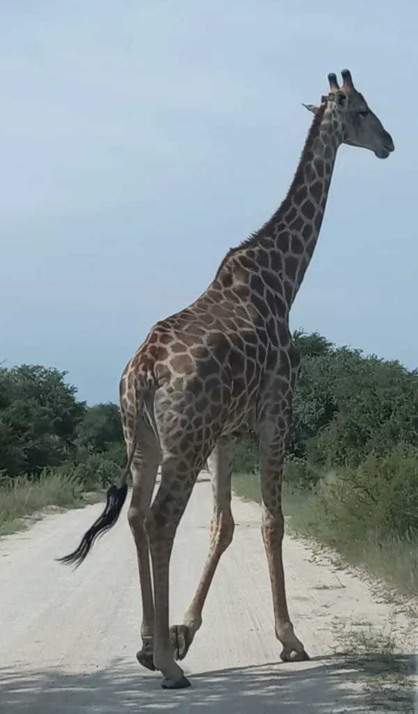 Giraffe crossing the road thumbnail