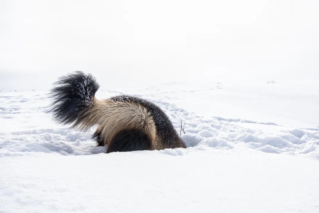 An Arctic wolverine digs near its snow den. 