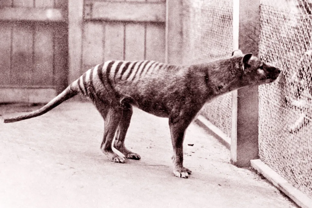 Black and white photograph of striped dog-like animal