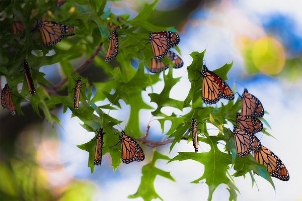 A Monarch Migration thumbnail