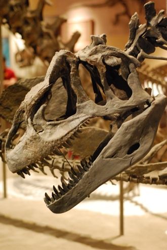 20110520083321Allosaurus-National-Museum.jpg