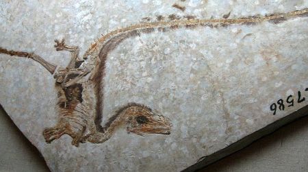 A specimen of the non-avian dinosaur Sinosauropteryx, showing the ruff of simple protofeathers along the back and tail.