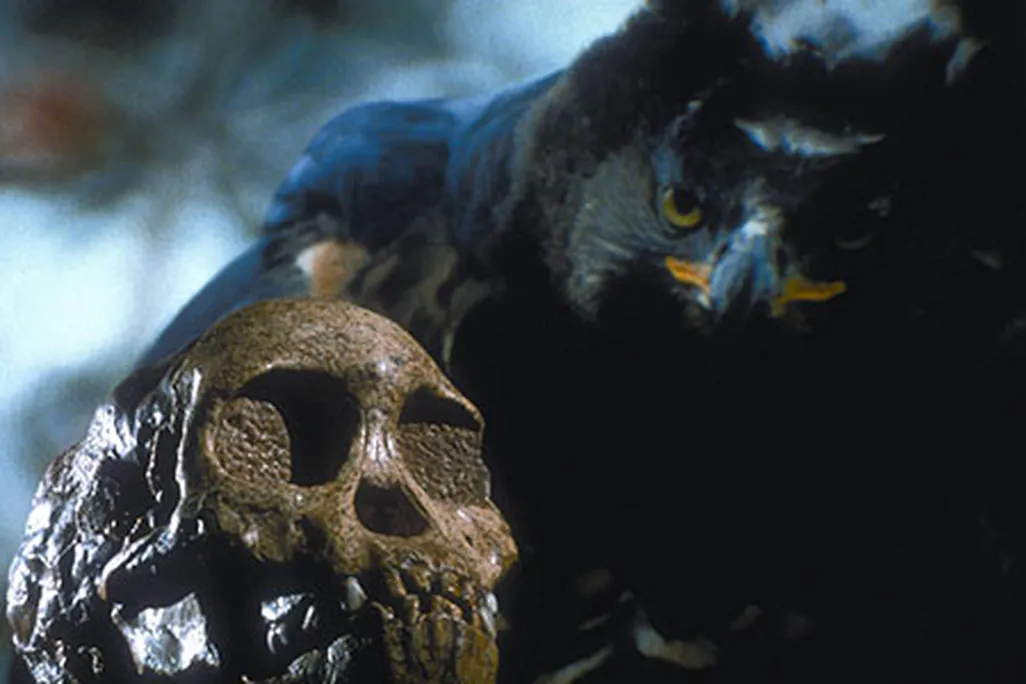 Taung skull and African crowned eagle