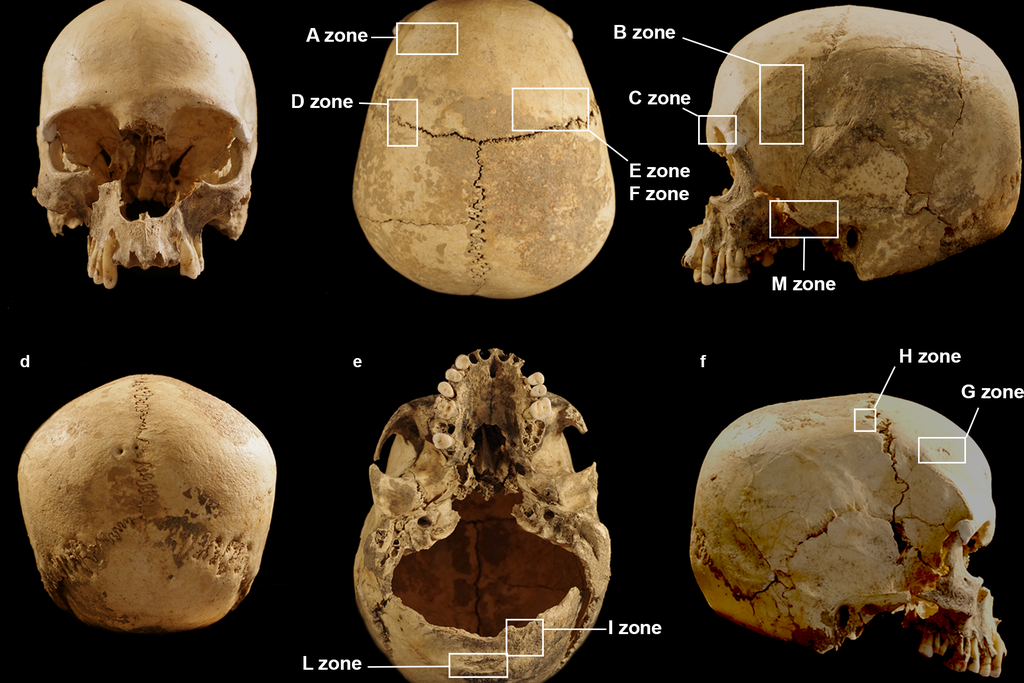 skull found in Italian cave