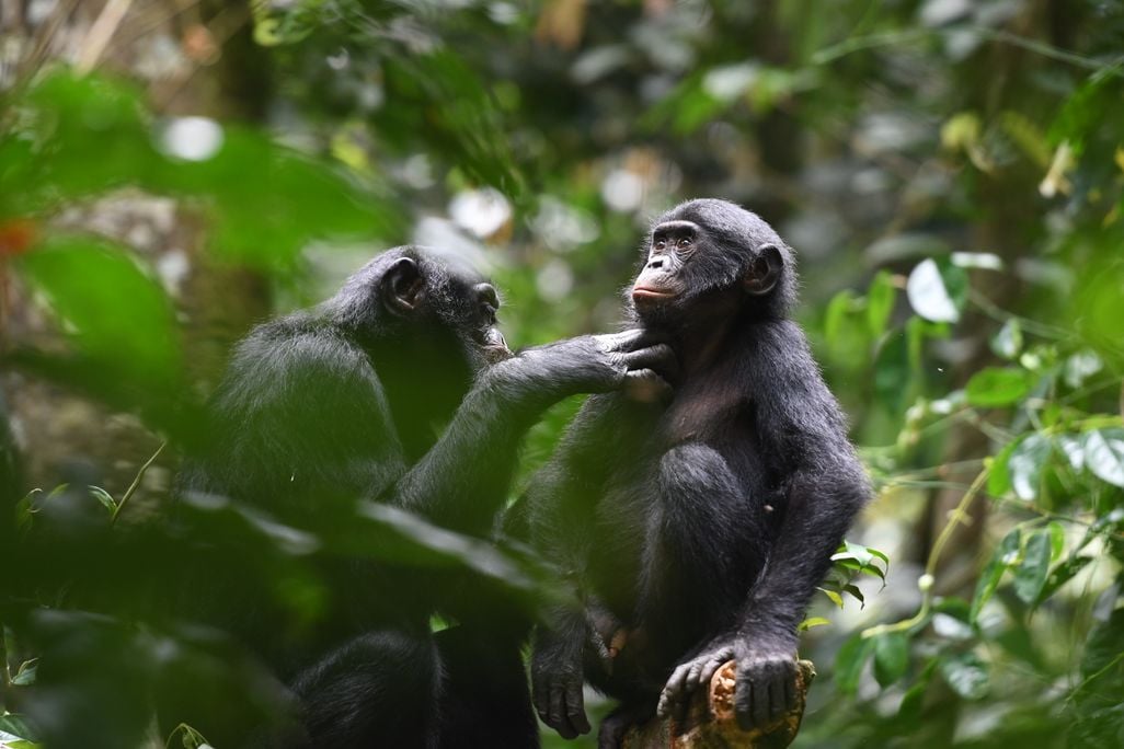 Two bonobos in trees