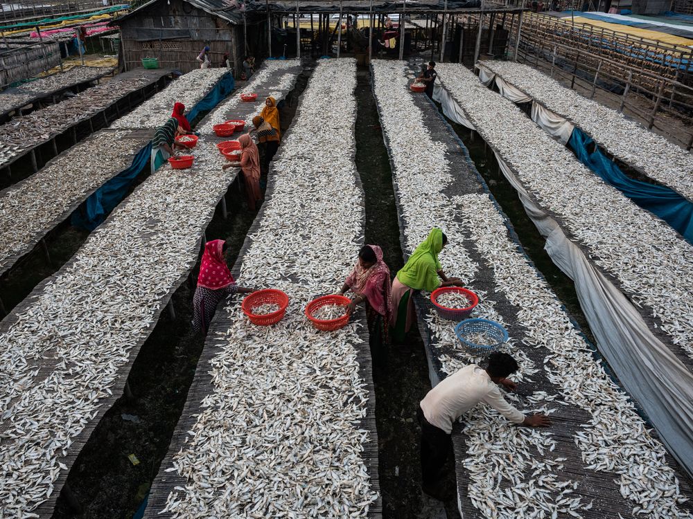 Traditional Fish Drying | Smithsonian Photo Contest | Smithsonian Magazine