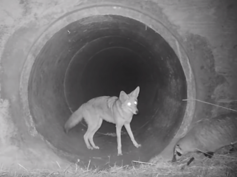 A coyote and badger enter a wildlife corridor