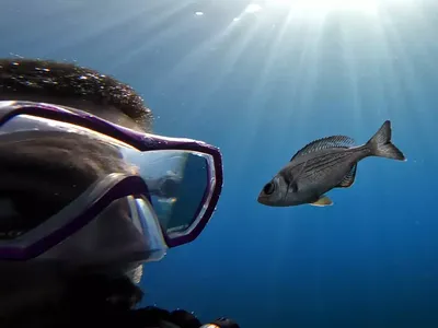 One of the study authors, Ma&euml;lan Tomasek, with a fish. The scientists found that wild fish will start to follow humans for food and can recognize individual divers based on what they&#39;re wearing.