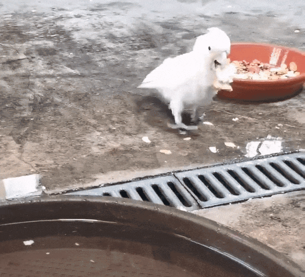 a white bird brings bread to a water tub, drops it in, then removes it