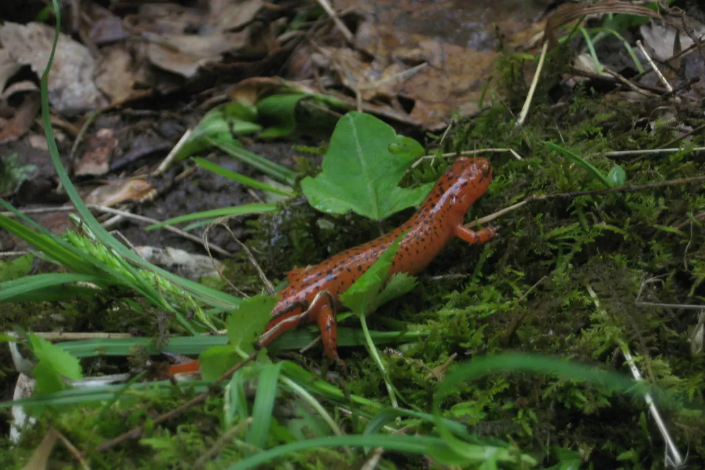 red_salamander.jpg
