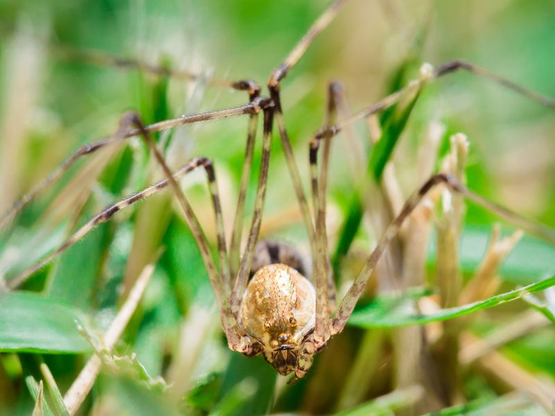 Spider in the grass Smithsonian Photo Contest Smithsonian Magazine
