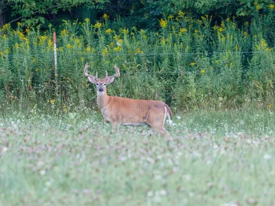 Nearly ten percent of all deer-vehicle collisions occur in the two weeks surrounding the time change in the fall.

&nbsp;