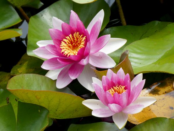 Water Lilies on Beaver Lake, Stanley Park, Vancouver British Columbia, Canada thumbnail