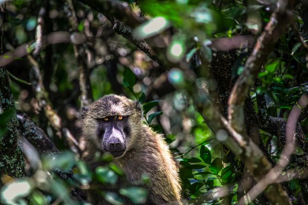 Shadows of the Forest thumbnail